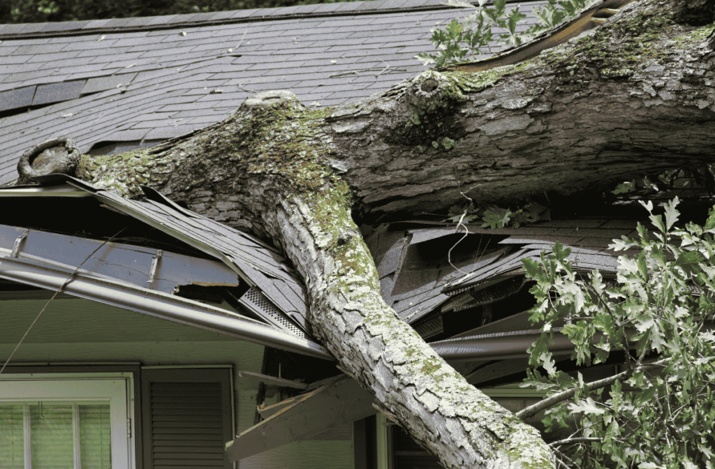 tree damage to your roof