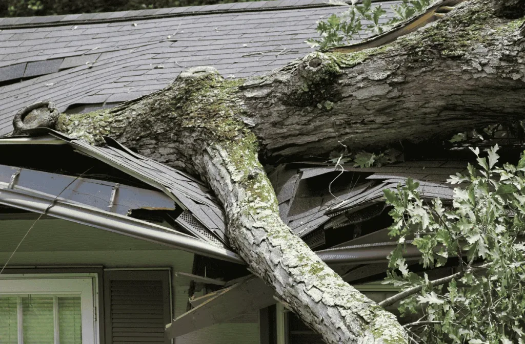 tree damage to your roof